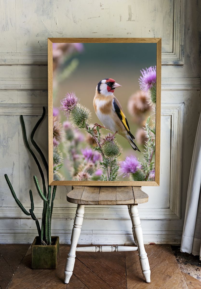 Goldfinch Among Thistles Poster. room preview