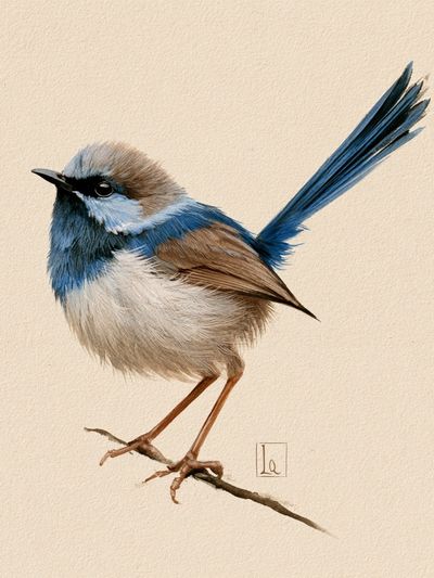 Blue Wren Watercolor Poster. poster