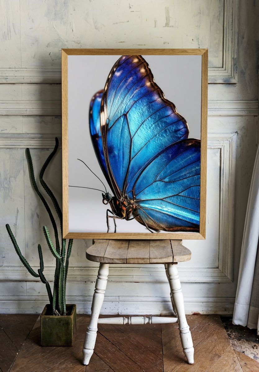 Blue Butterfly Macro Photography Poster. room preview