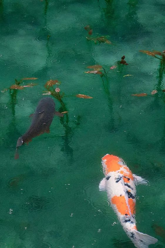 iPhone wallpaper background Koi fish. poster — animals art