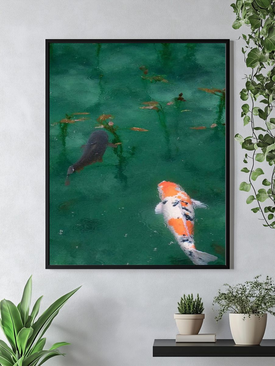 iPhone wallpaper background Koi fish. — room view 4