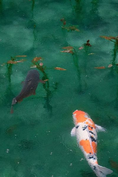 iPhone wallpaper background Koi fish. poster print