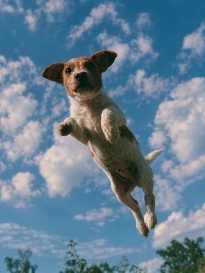 Flying Dog Photography Poster. poster