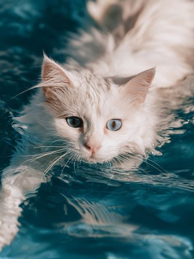 Blue-Eyed Cat in Water Photography Poster.