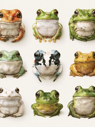 Colorful Frog Portraits Poster. poster