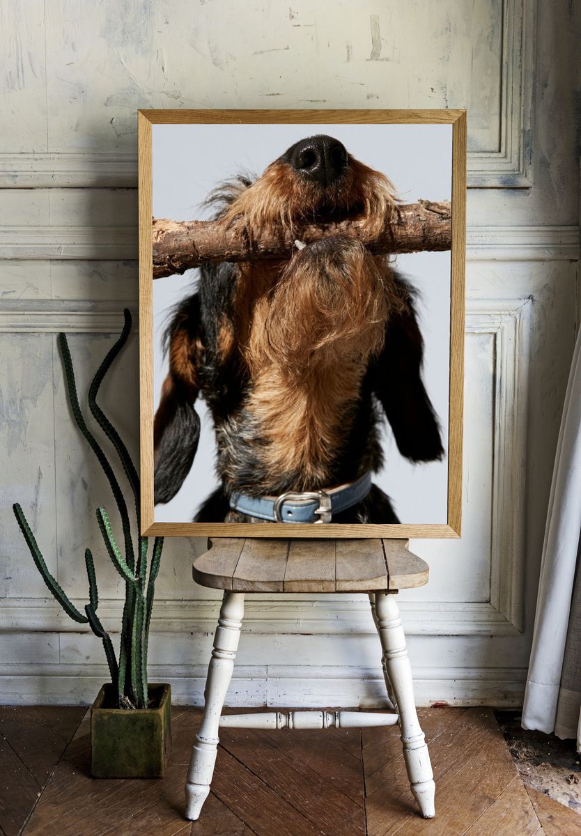 Wire-Haired Dachshund Portrait Print. room preview
