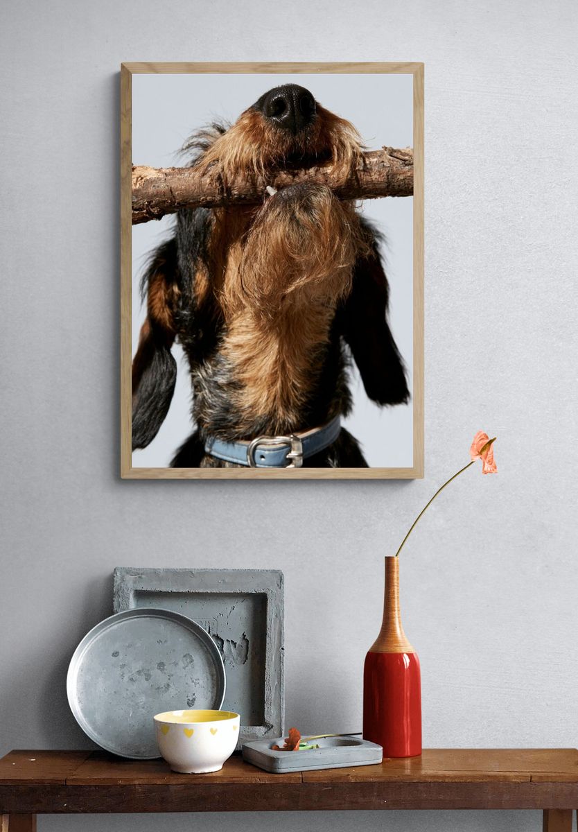 Wire-Haired Dachshund Portrait Print. — room view 3