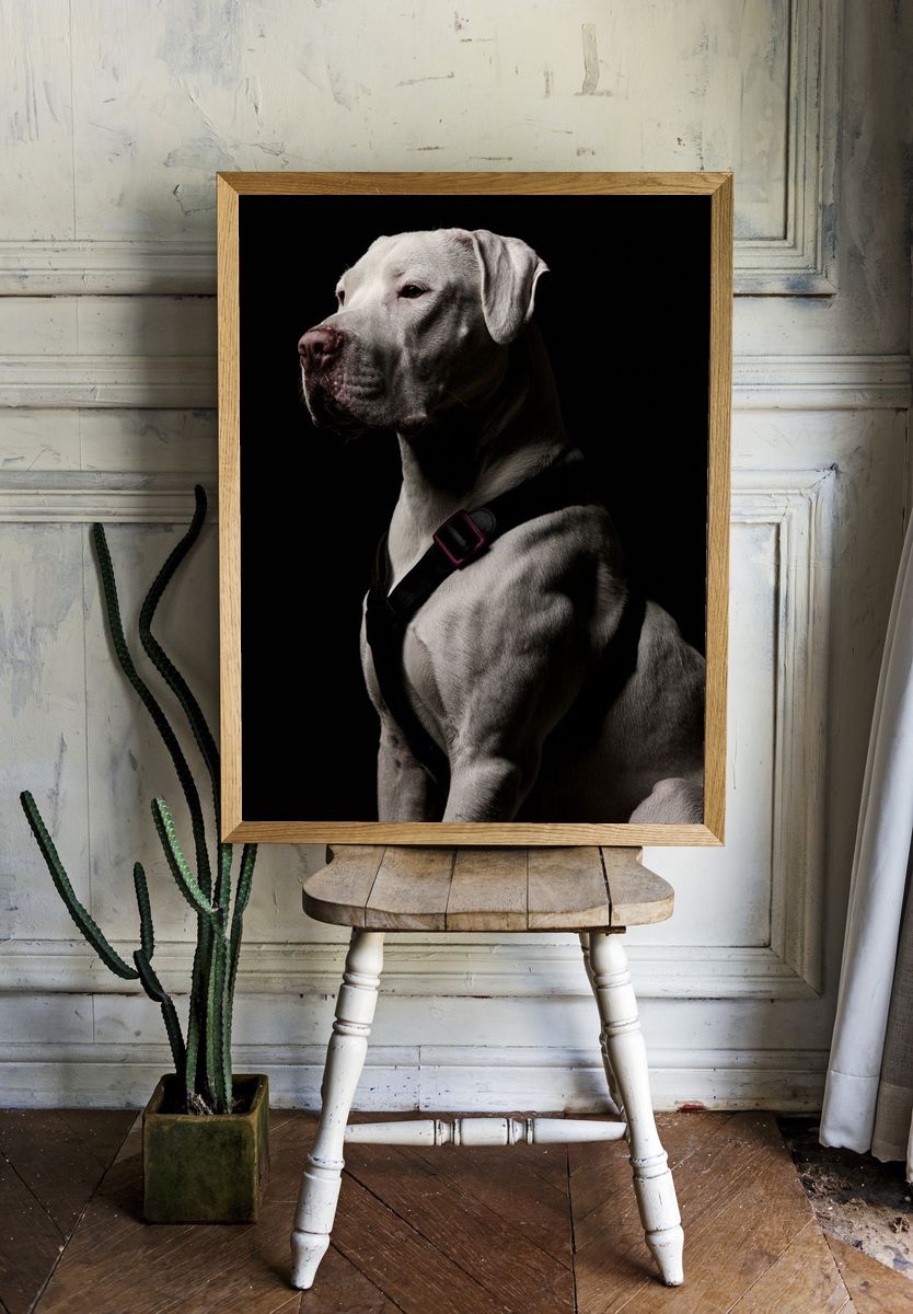 White Dog Portrait Photography Poster. room preview