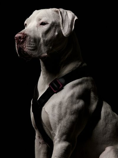 White Dog Portrait Photography Poster.