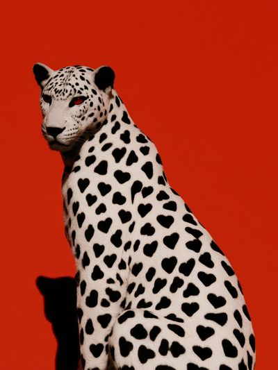 Heart-Spotted Leopard Photography Poster.