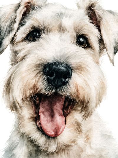 Happy Schnauzer Watercolor Poster. poster