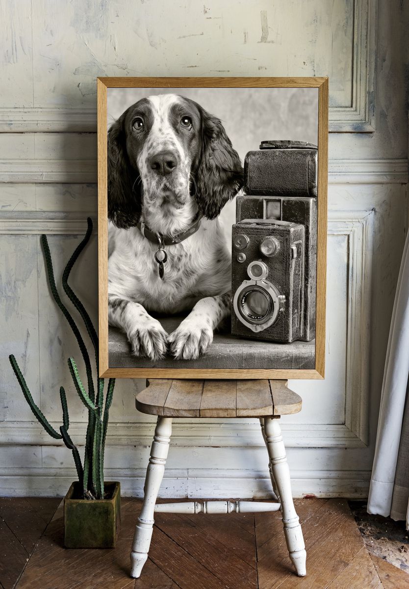 Spaniel with Vintage Camera Poster. room preview