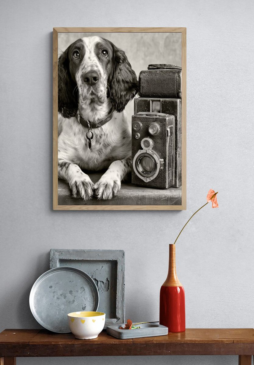 Spaniel with Vintage Camera Poster. — room view 3