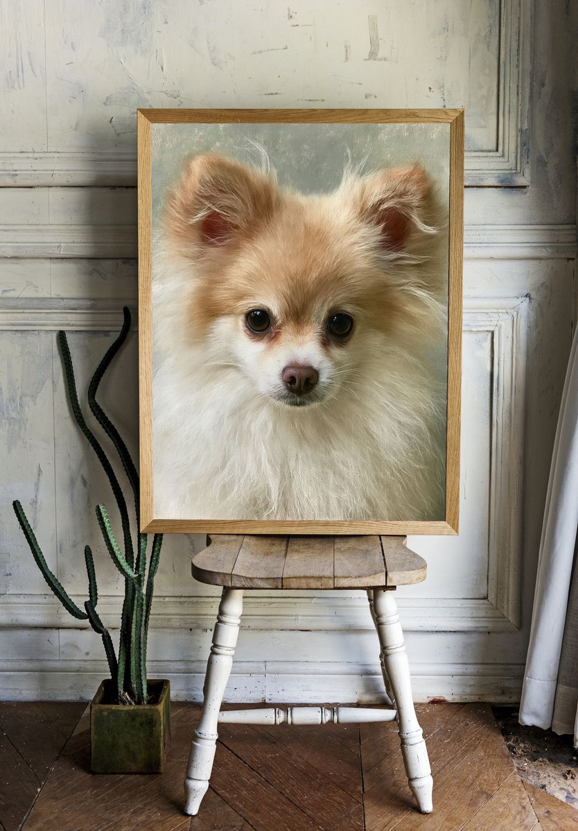 Pomeranian Portrait Photography Poster. room preview