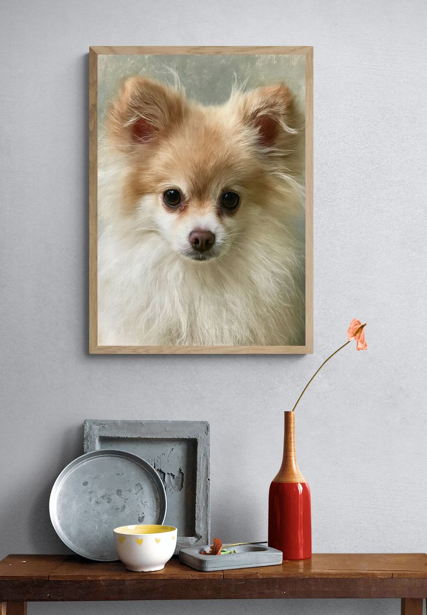 Pomeranian Portrait Photography Poster. — room view 3