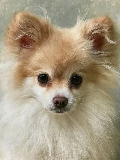 Pomeranian Portrait Photography Poster. poster