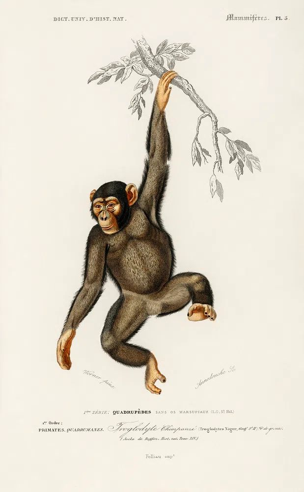Chimpangze (Troglodyte Chimpanze) illustrated Charles. poster detail