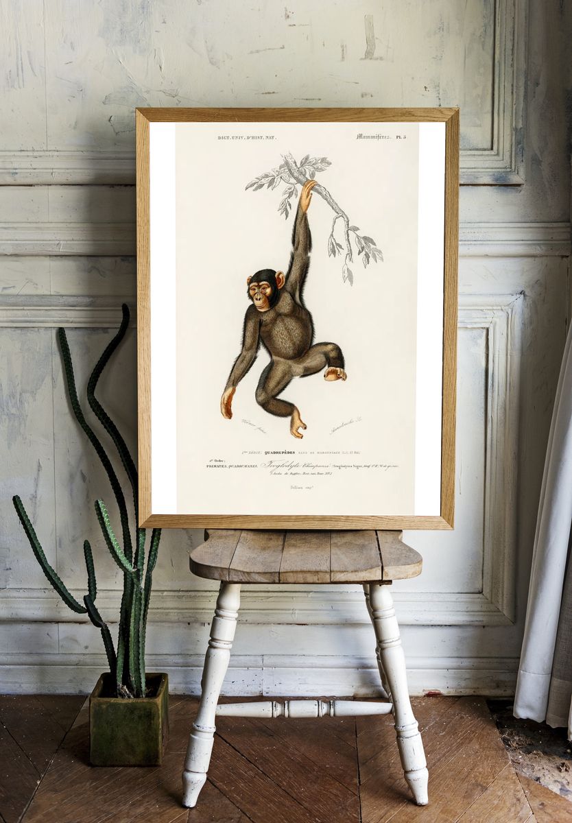 Chimpangze (Troglodyte Chimpanze) illustrated Charles. room preview