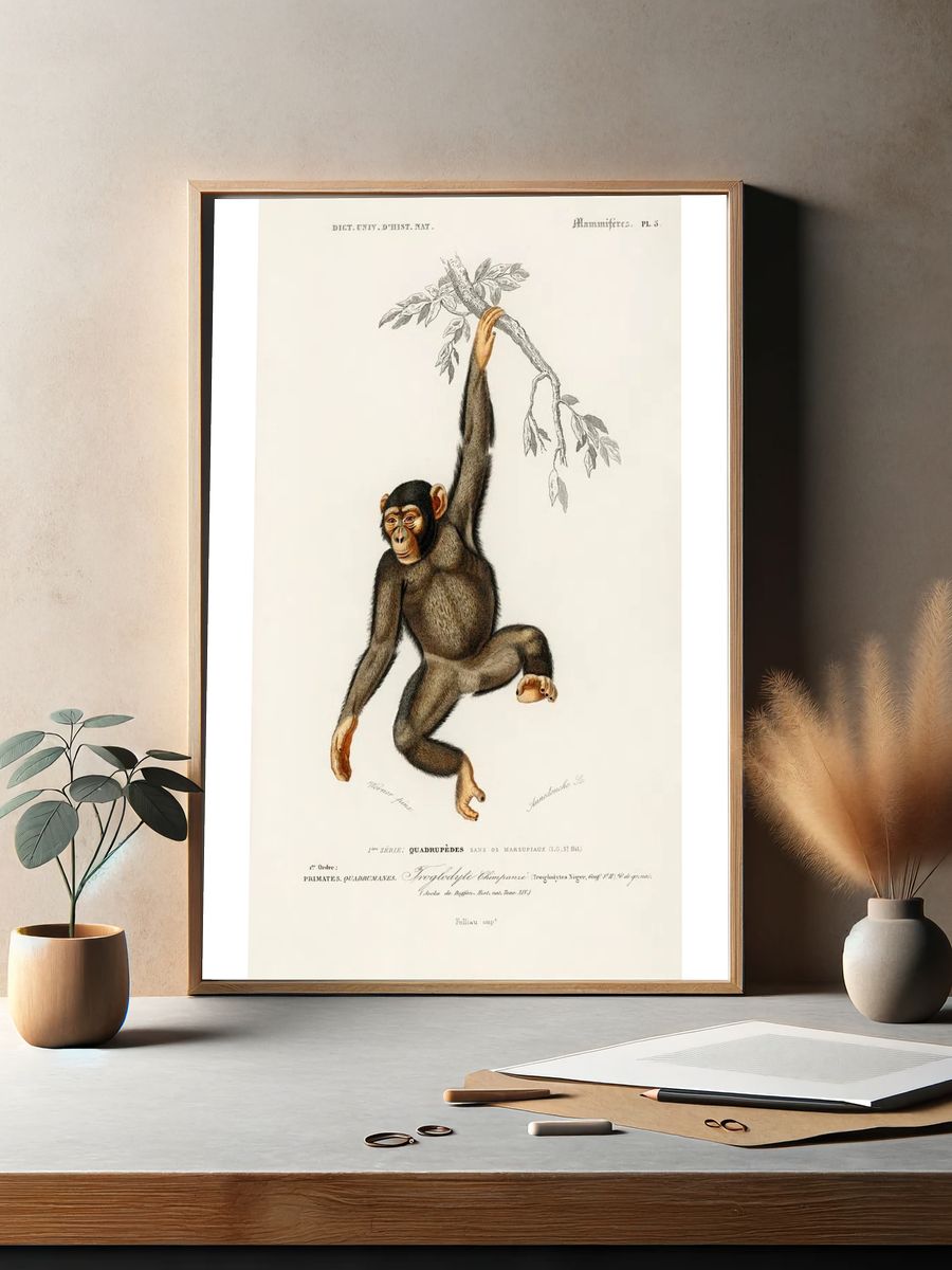 Chimpangze (Troglodyte Chimpanze) illustrated Charles. — room view 2