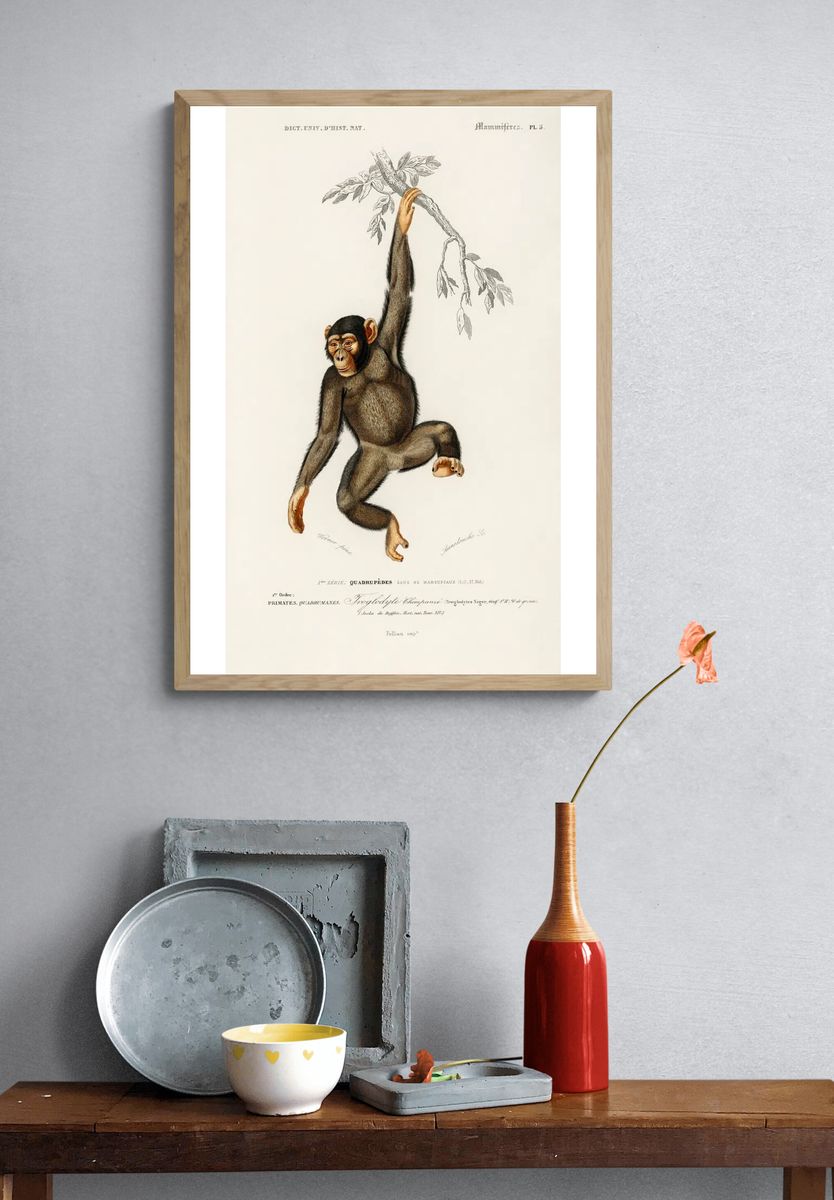 Chimpangze (Troglodyte Chimpanze) illustrated Charles. — room view 3