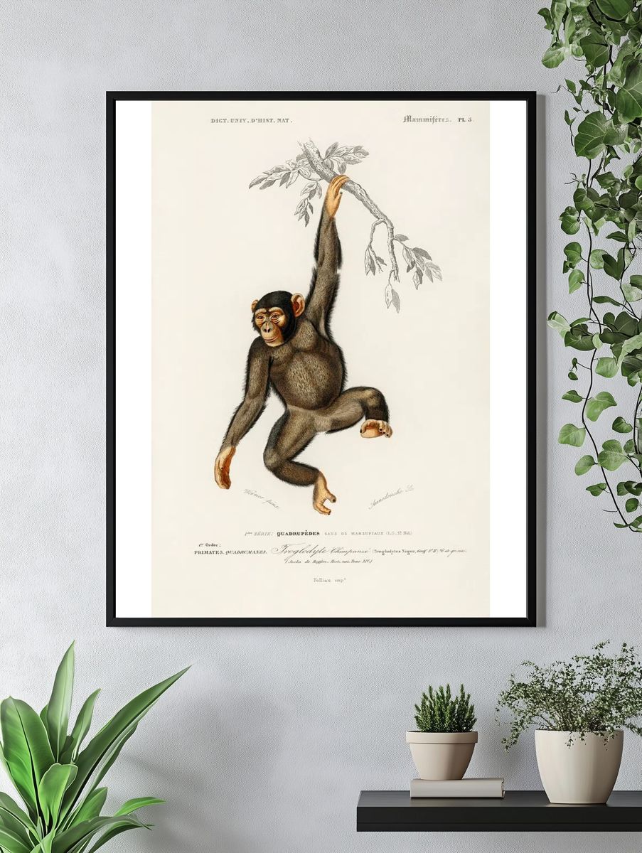 Chimpangze (Troglodyte Chimpanze) illustrated Charles. — room view 4