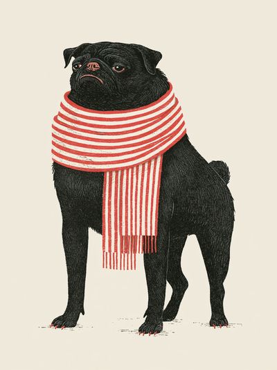 Pug in Striped Scarf Illustration Poster.