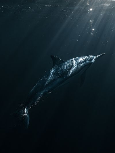 Underwater Dolphin Photography Poster.