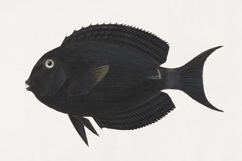 Unidentified Fish (1737–1770), vintage animal. poster — animals art