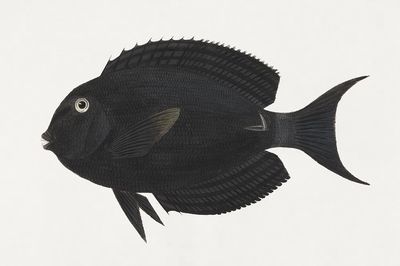 Unidentified Fish (1737–1770), vintage animal.