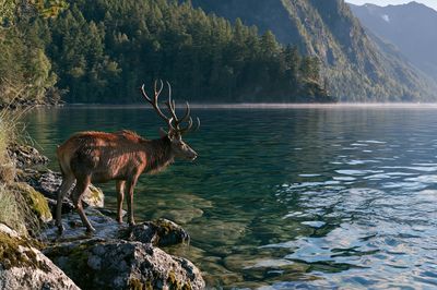 Majestic Deer by Alpine Lake Poster. poster