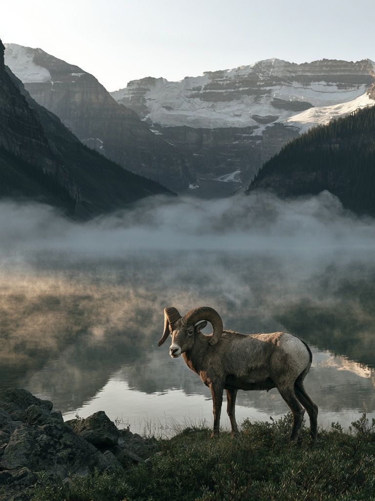 Mountain Ram Landscape Poster. poster detail