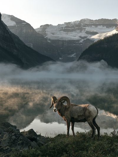 Mountain Ram Landscape Poster.