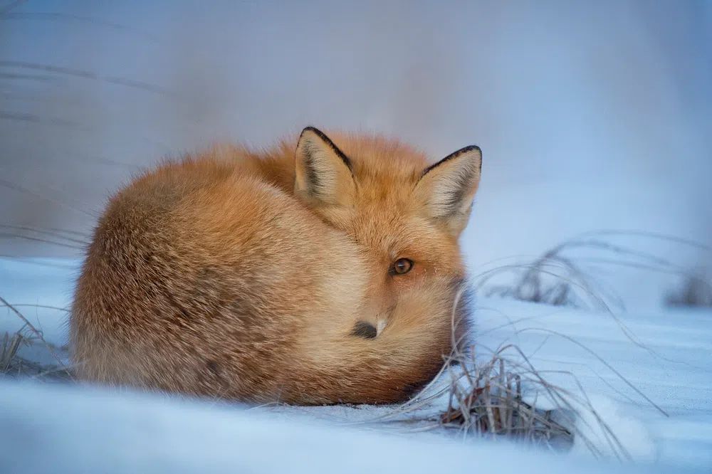 Fox lying snow. poster — animals art