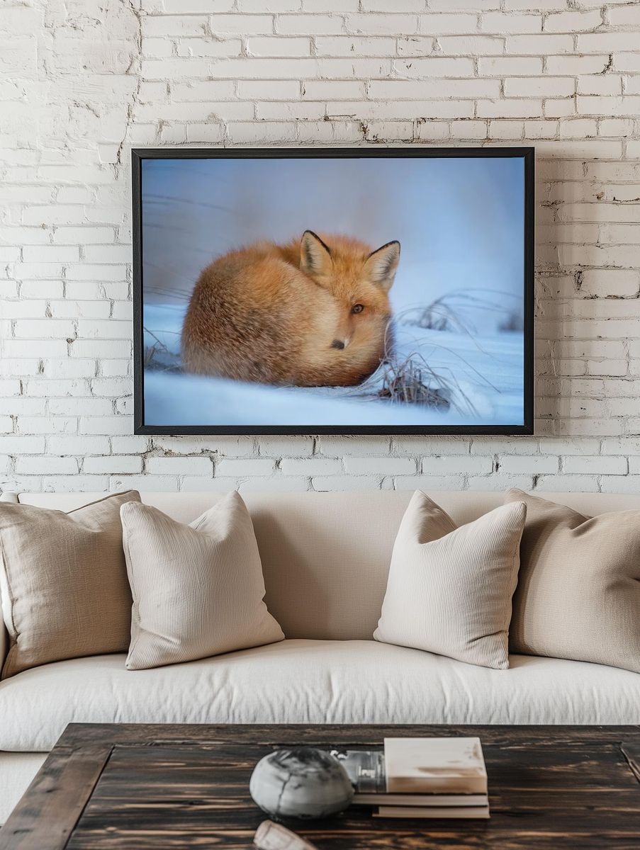 Fox lying snow. room preview