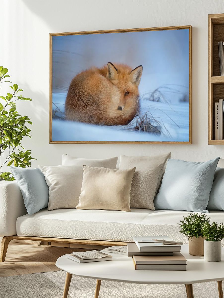 Fox lying snow. — room view 2