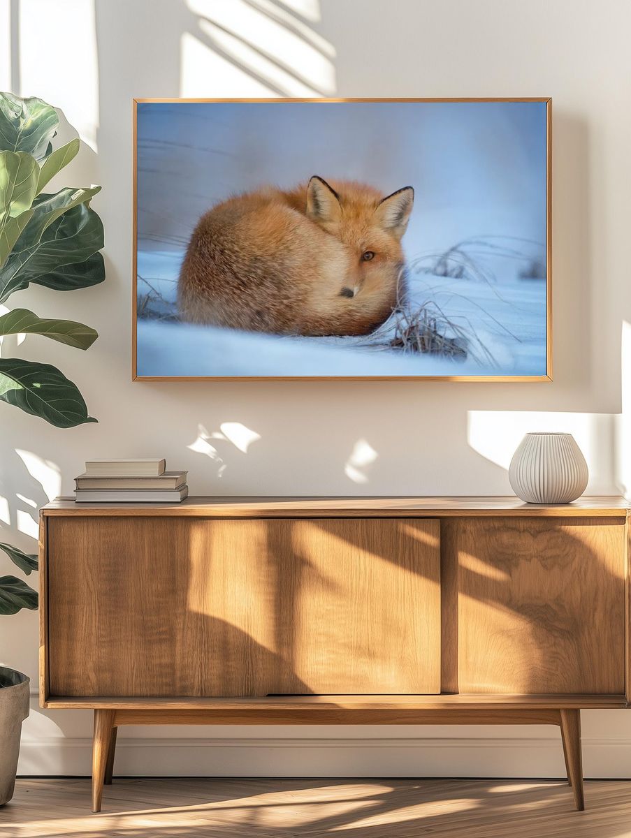 Fox lying snow. — room view 3