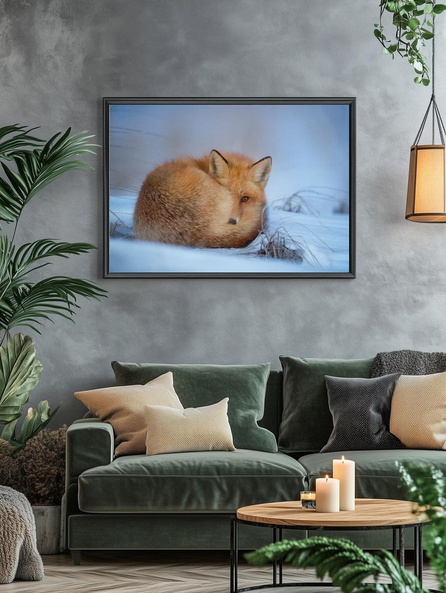 Fox lying snow. — room view 4