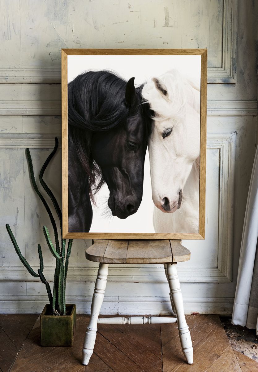 Black and White Horses Photography Poster. room preview