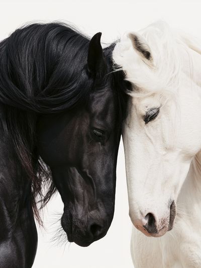 Black and White Horses Photography Poster.
