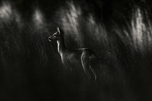 Deer in Moonlit Grass Photography Poster. poster — animals art