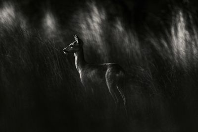 Deer in Moonlit Grass Photography Poster.