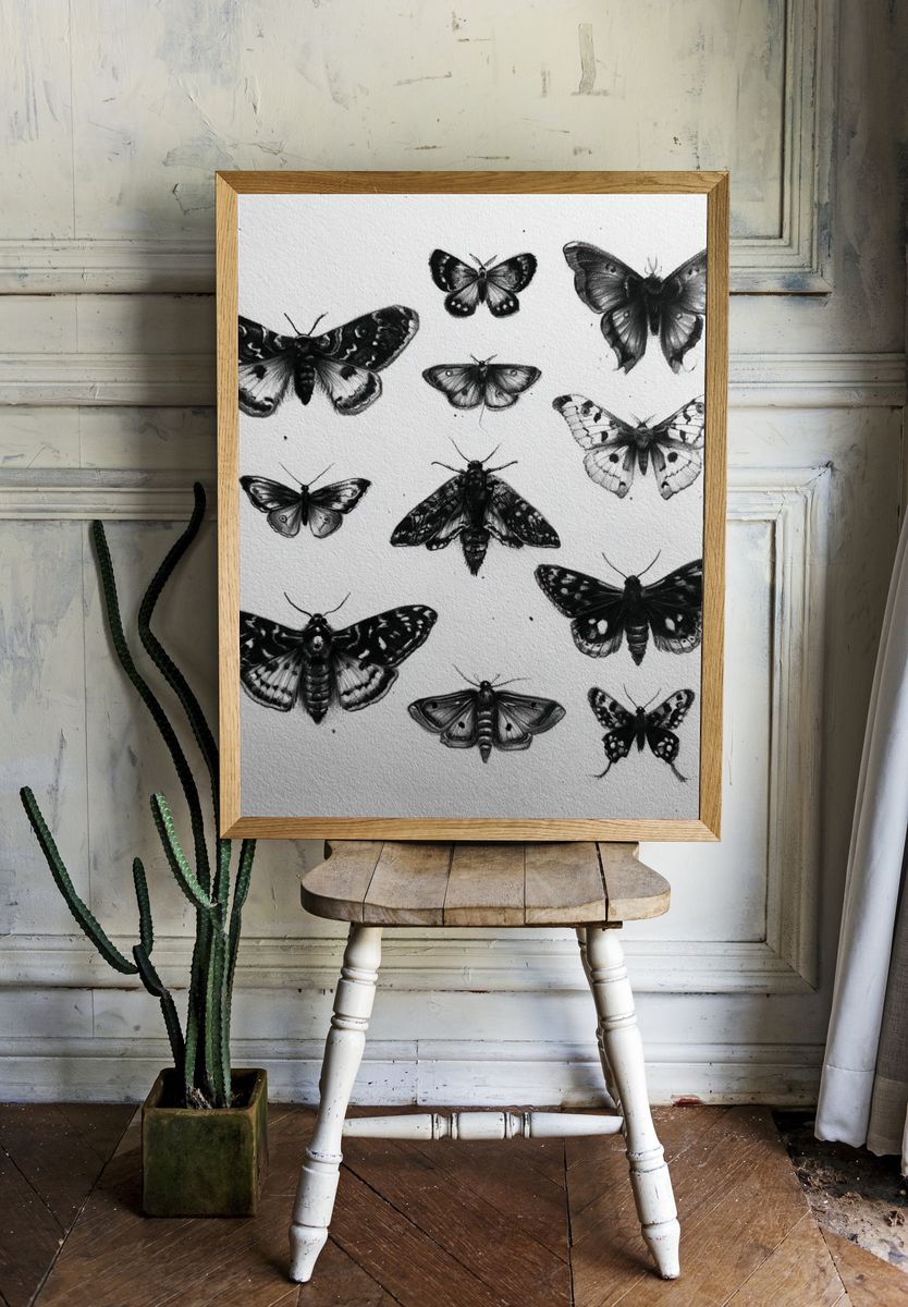 Butterfly Study Black-White Print. room preview