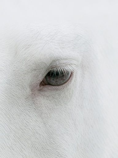 White Horse Eye Photography Poster. poster detail