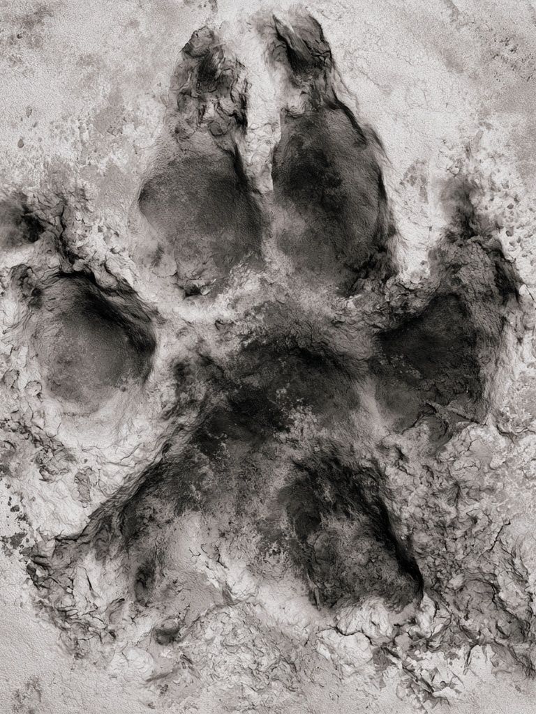 Paw Print Abstract Poster. poster — animals art