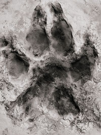 Paw Print Abstract Poster.