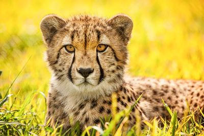 Cheetah (2014) Ronda Gregorio. Original.