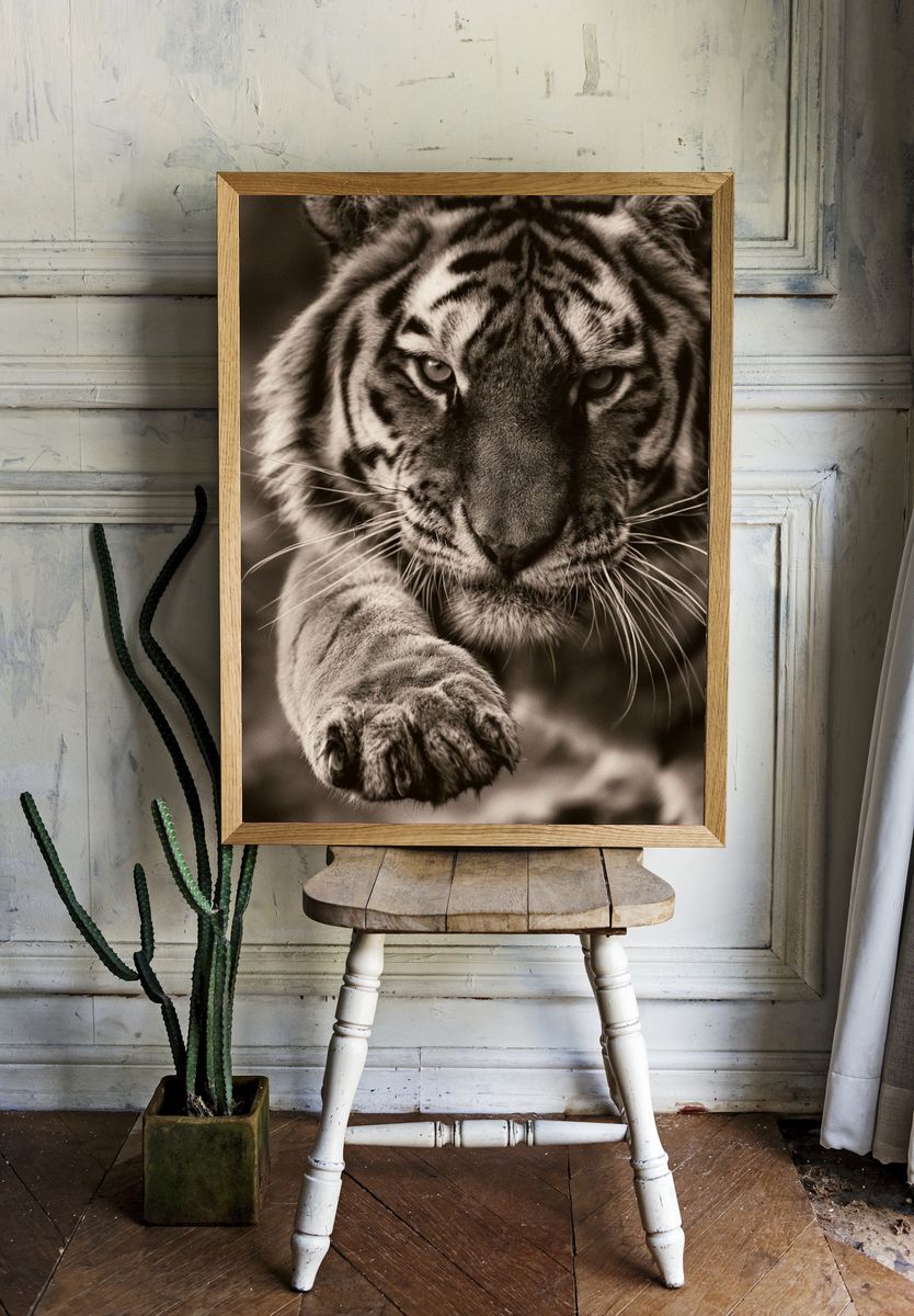 Tiger Close-Up Photography Poster. room preview