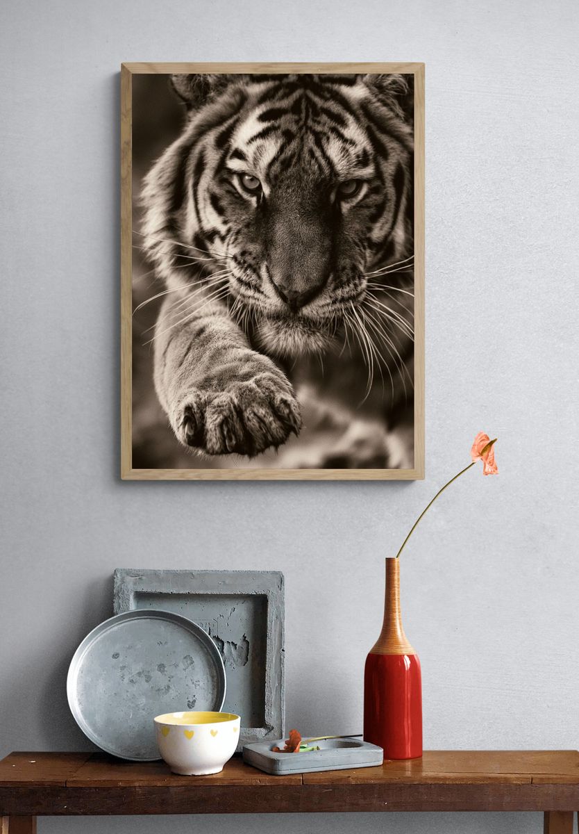 Tiger Close-Up Photography Poster. — room view 3
