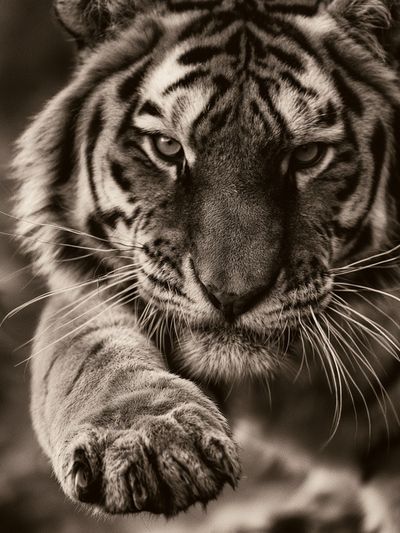 Tiger Close-Up Photography Poster. poster