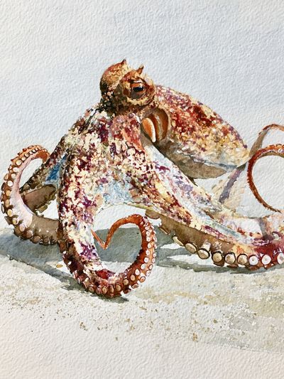 Octopus Watercolor Poster. poster